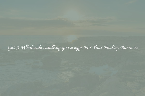 Get A Wholesale candling goose eggs For Your Poultry Business